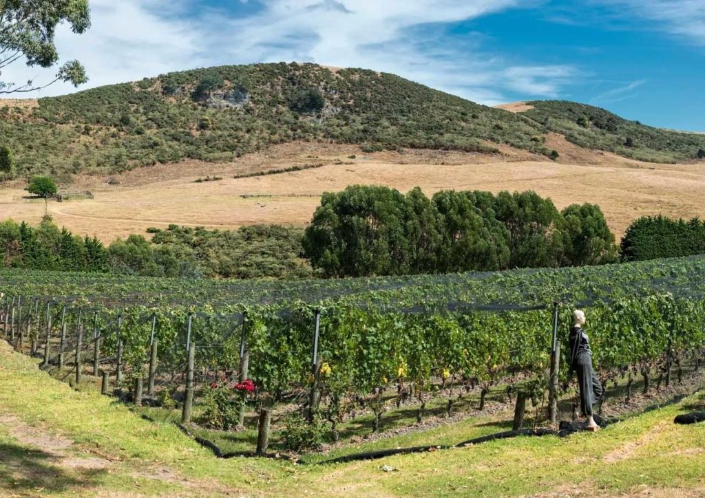 A visitor among rows of vines in a New Zealand vineyard