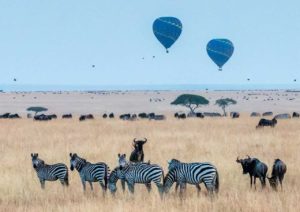 Hot air balloons floating above a savanna with zebras and wildebeests grazing below.