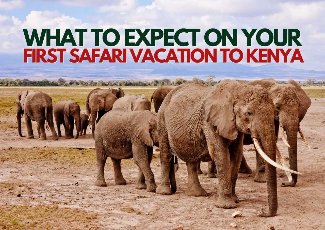 Herd of elephants roaming the savannah in kenya with text overlay "what to expect on your first safari vacation to kenya".