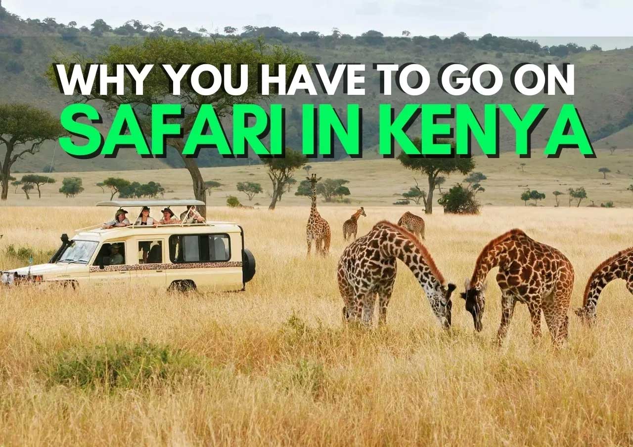 Tourists on a kenyan safari observing giraffes in their natural habitat.
