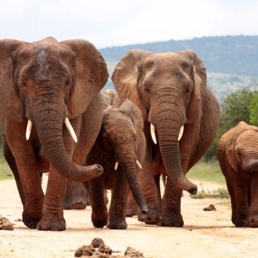 A travel agency offers a unique experience to witness a herd of elephants walking together on a dusty terrain.