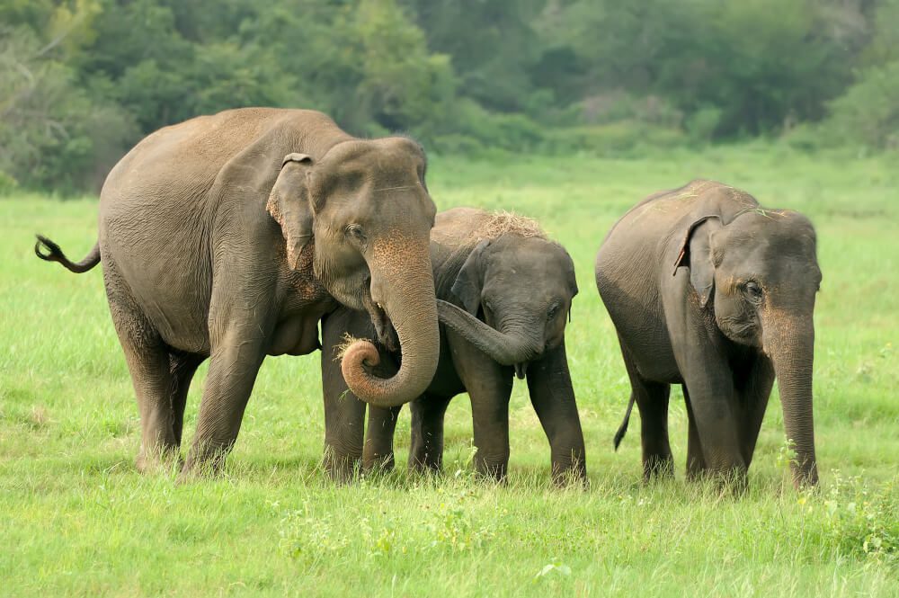 Three elephants spotted during a travel agency safari walking through a grassy field.