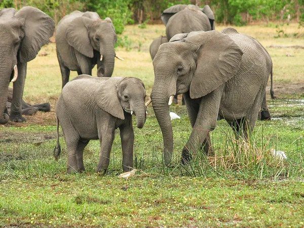 A herd of elephants with a calf in a grassy field, expertly discovered by hiring a travel agent.