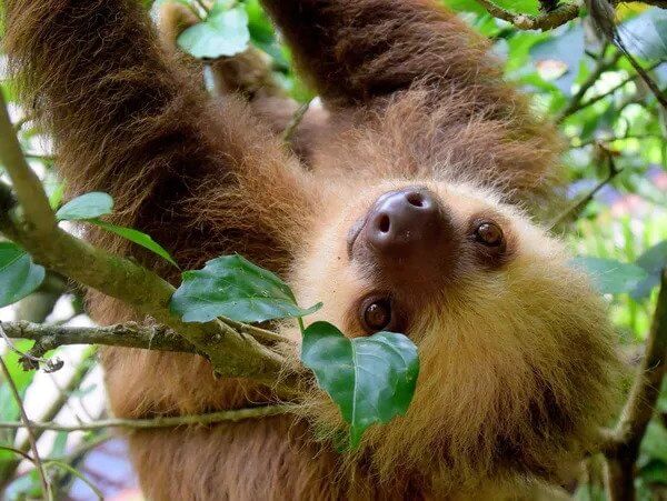 A two-toed sloth hanging from a tree branch, gazing downwards, as if contemplating whether to hire a travel agent.