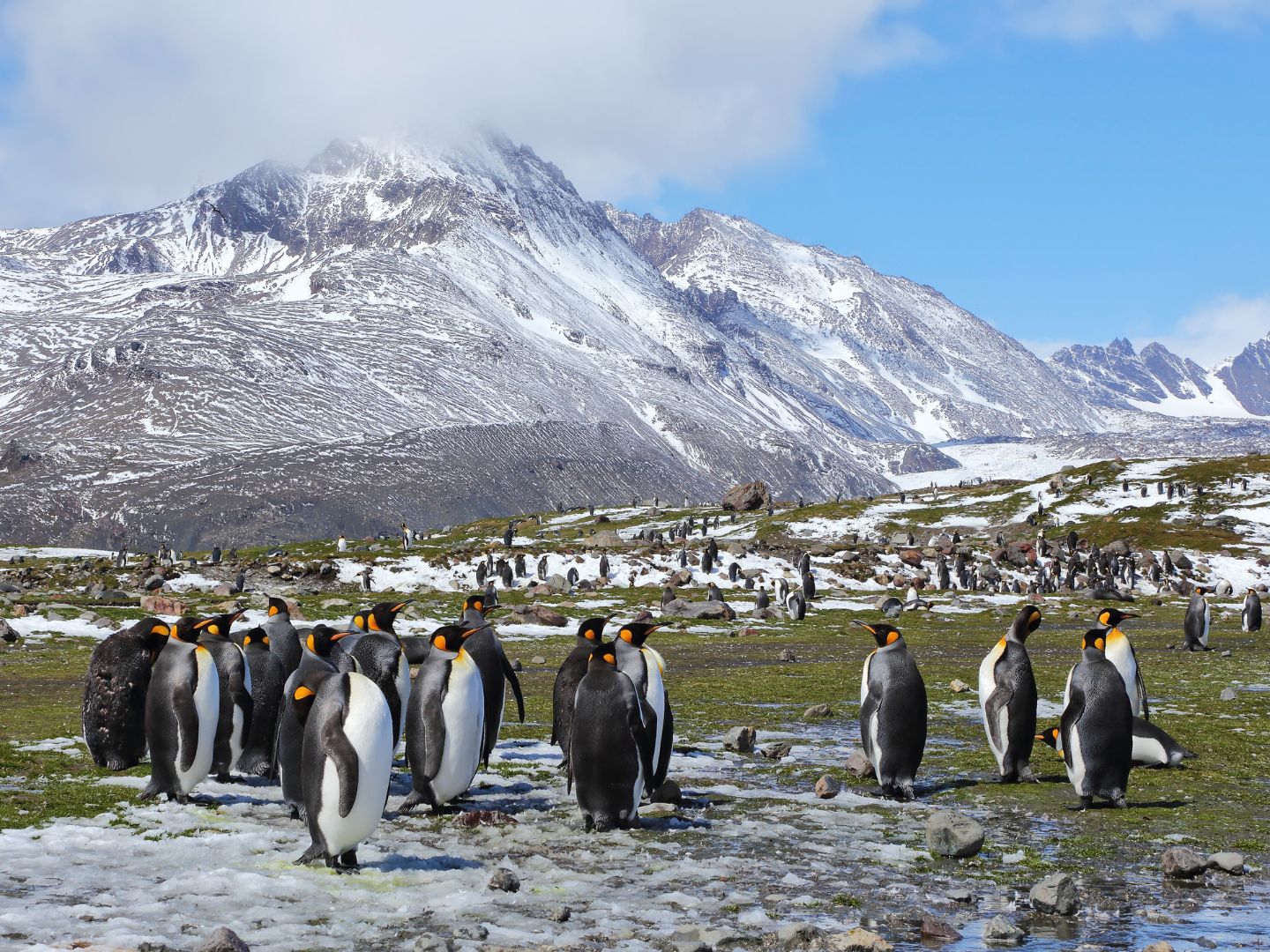 A colony of king South Georgia Island