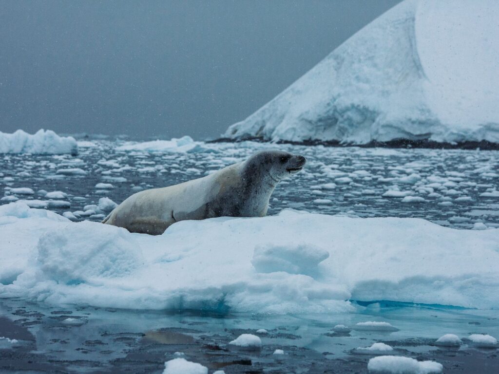 Antartica Sea Lion