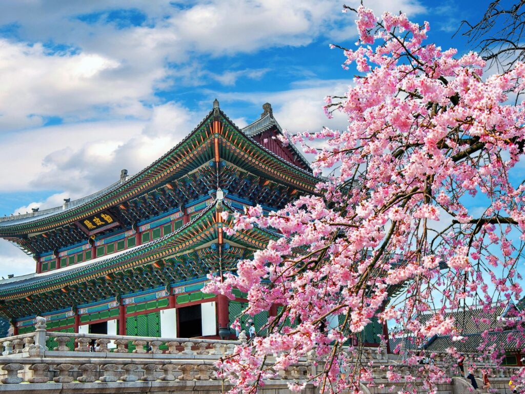 Cherry blossoms in spring, Seoul in Korea