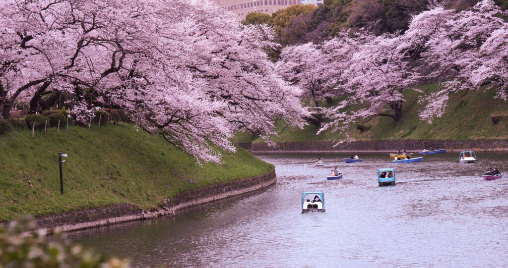 Chidorigafuchi Moat, Tokyo, Japan