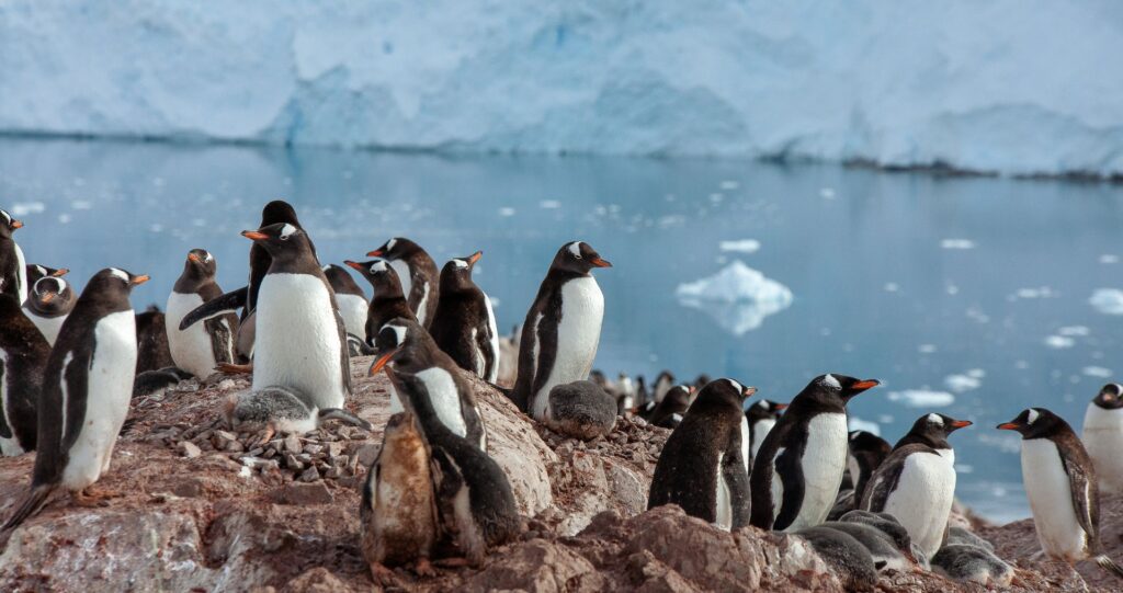 Gentoo penguins on a rocky Antarctic shore