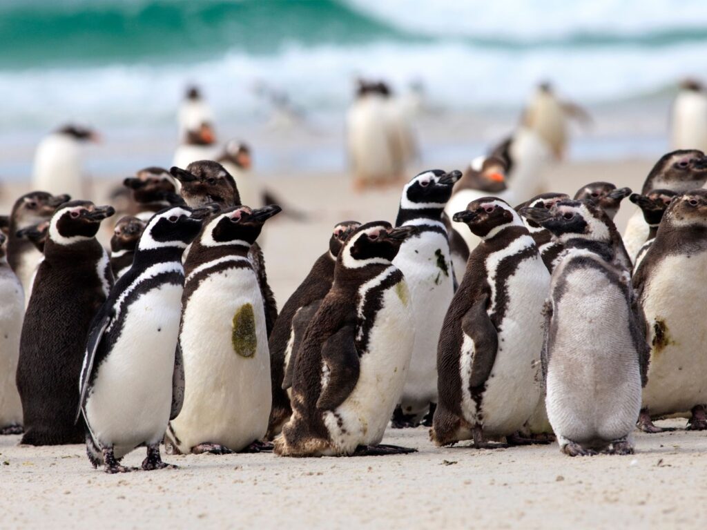 Magellanic penguins on a beach in the Falkland Islands