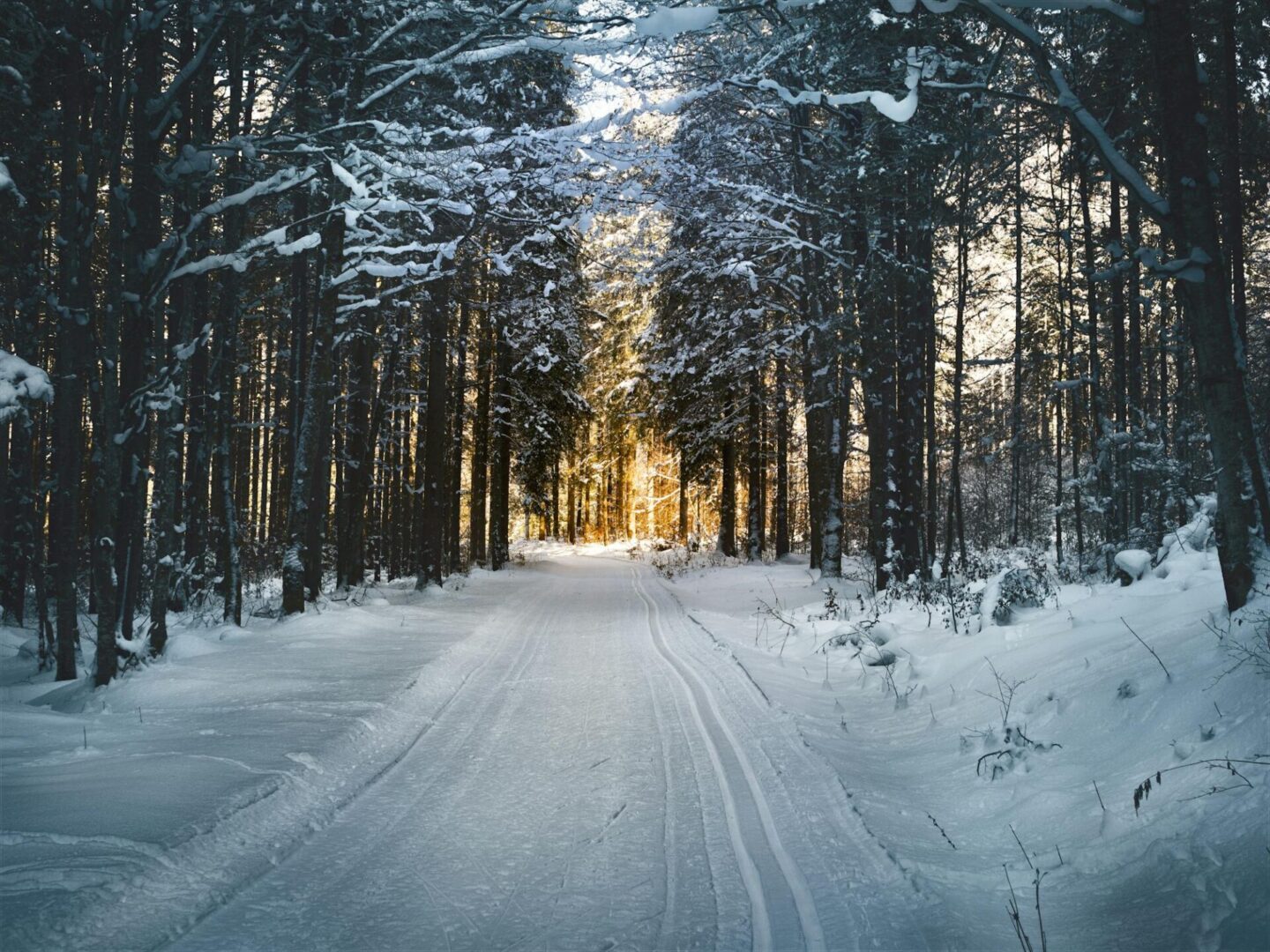 A snowy forest path lined with tall trees in winter
