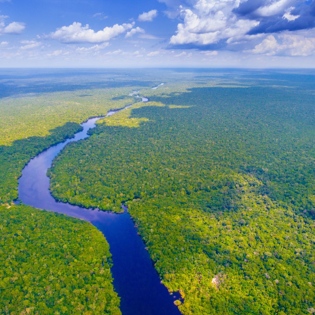 Amazon Rainforest