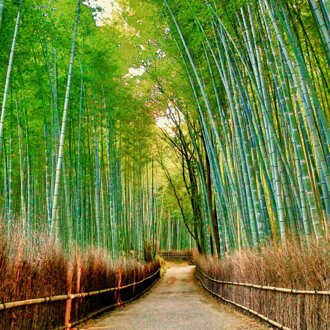 Arashiyama Bamboo Grove