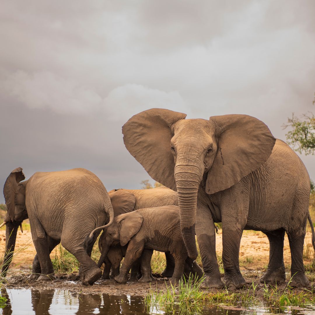 Kruger National Park