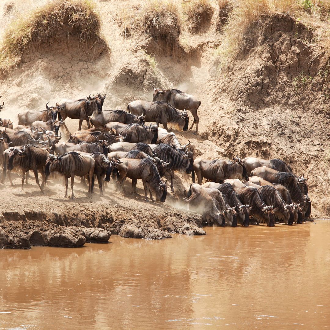 Maasai Mara National Reserve
