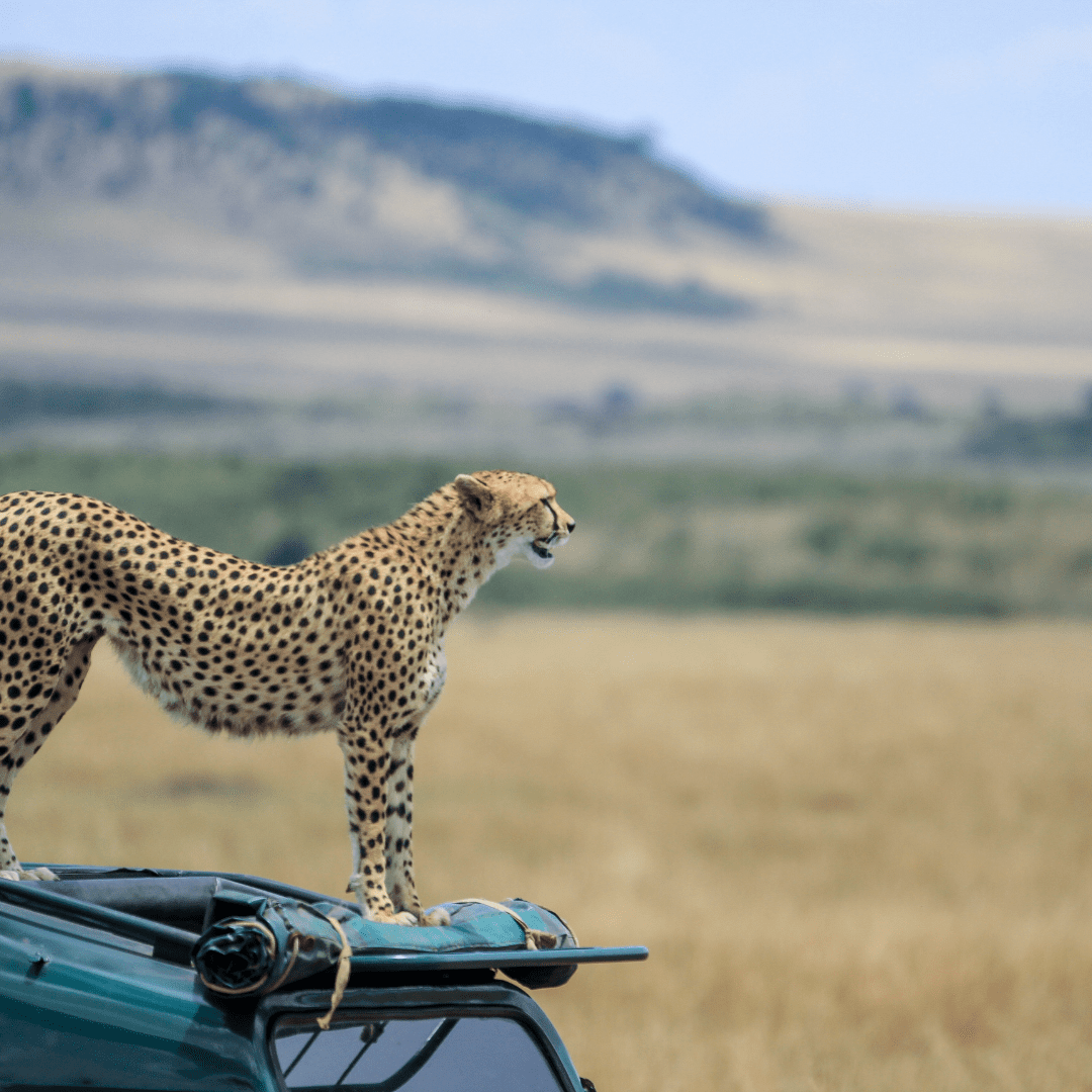 Maasai Mara