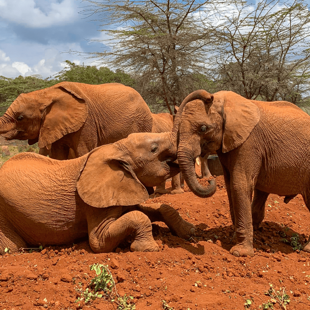 Nairobi National Park