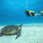 Maldives - Shannon