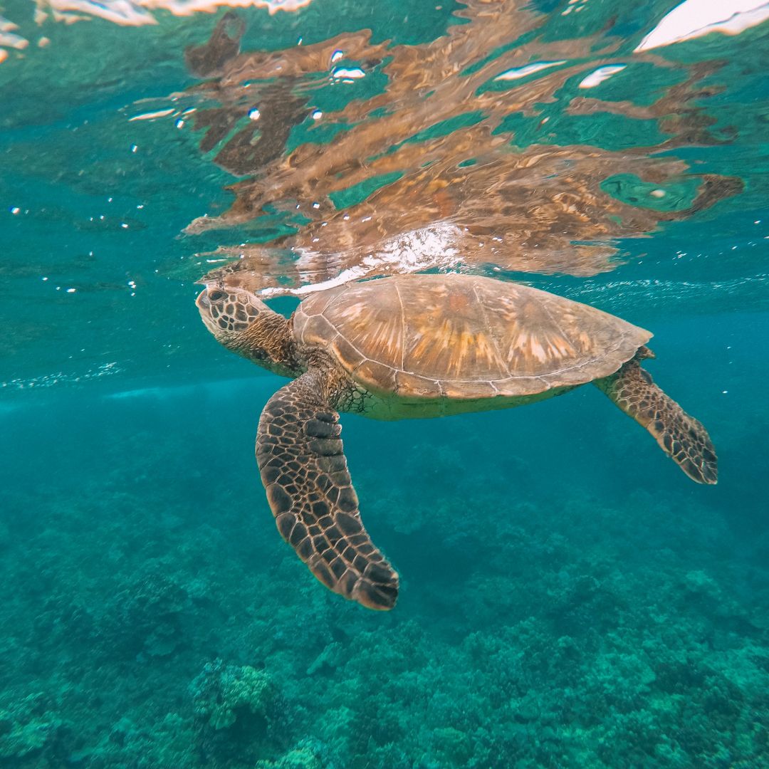 Maui Snorkling