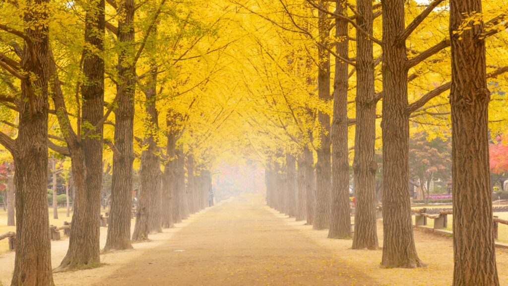 A golden avenue of ginkgo trees on Nami Island, South Korea