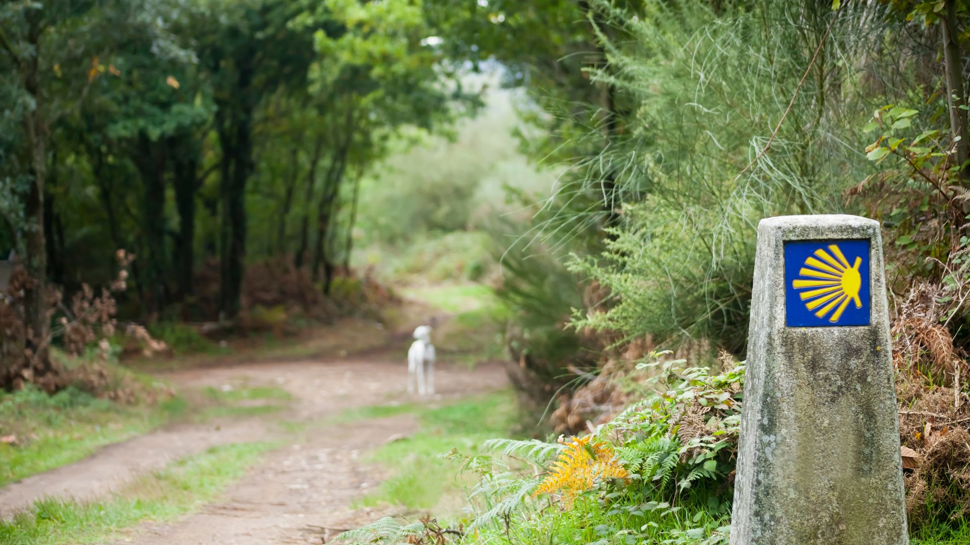 Camino de Santiago 1