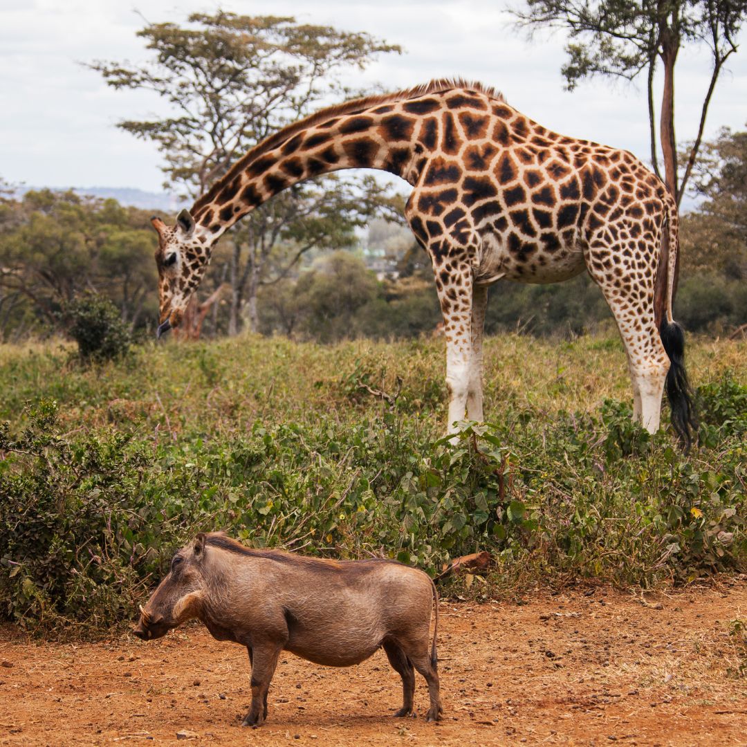 Giraffe Centre Kenya