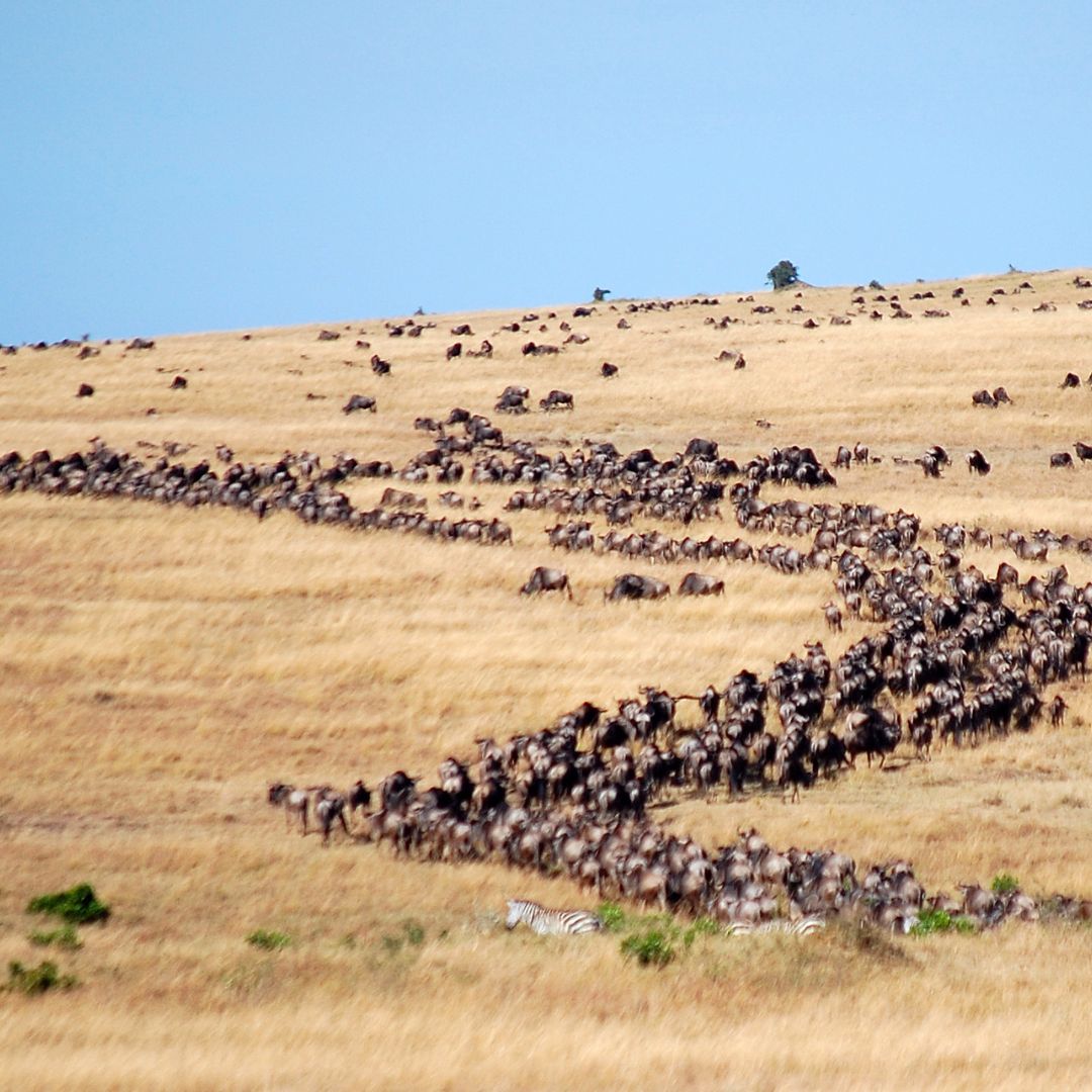 Great Migraton