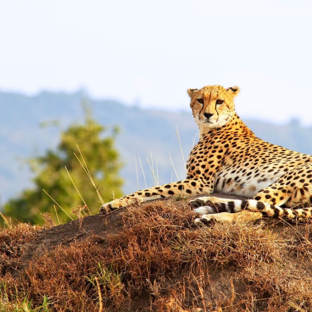 Maasai Mara
