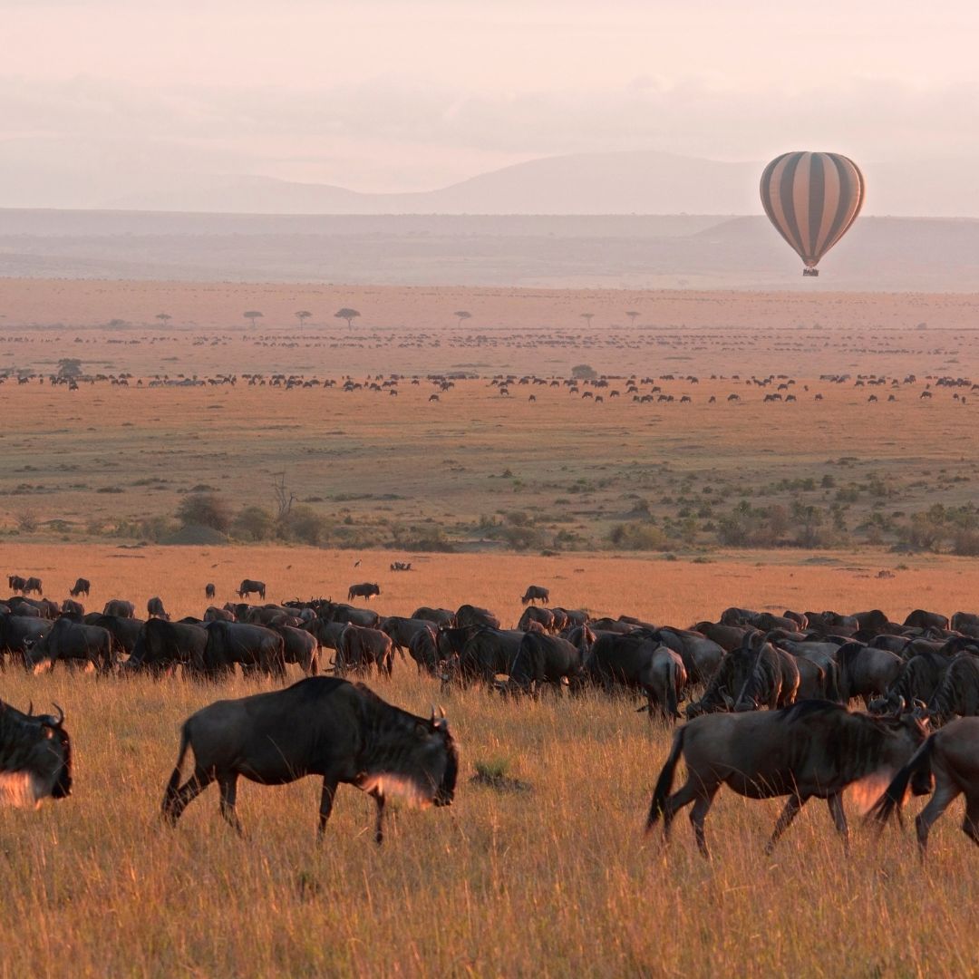 Maasai Mara 2