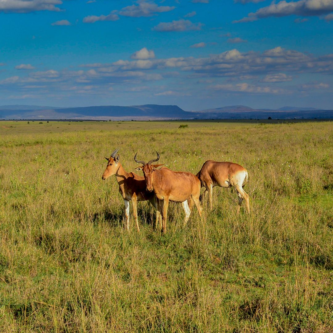 Nairobi National Park 2