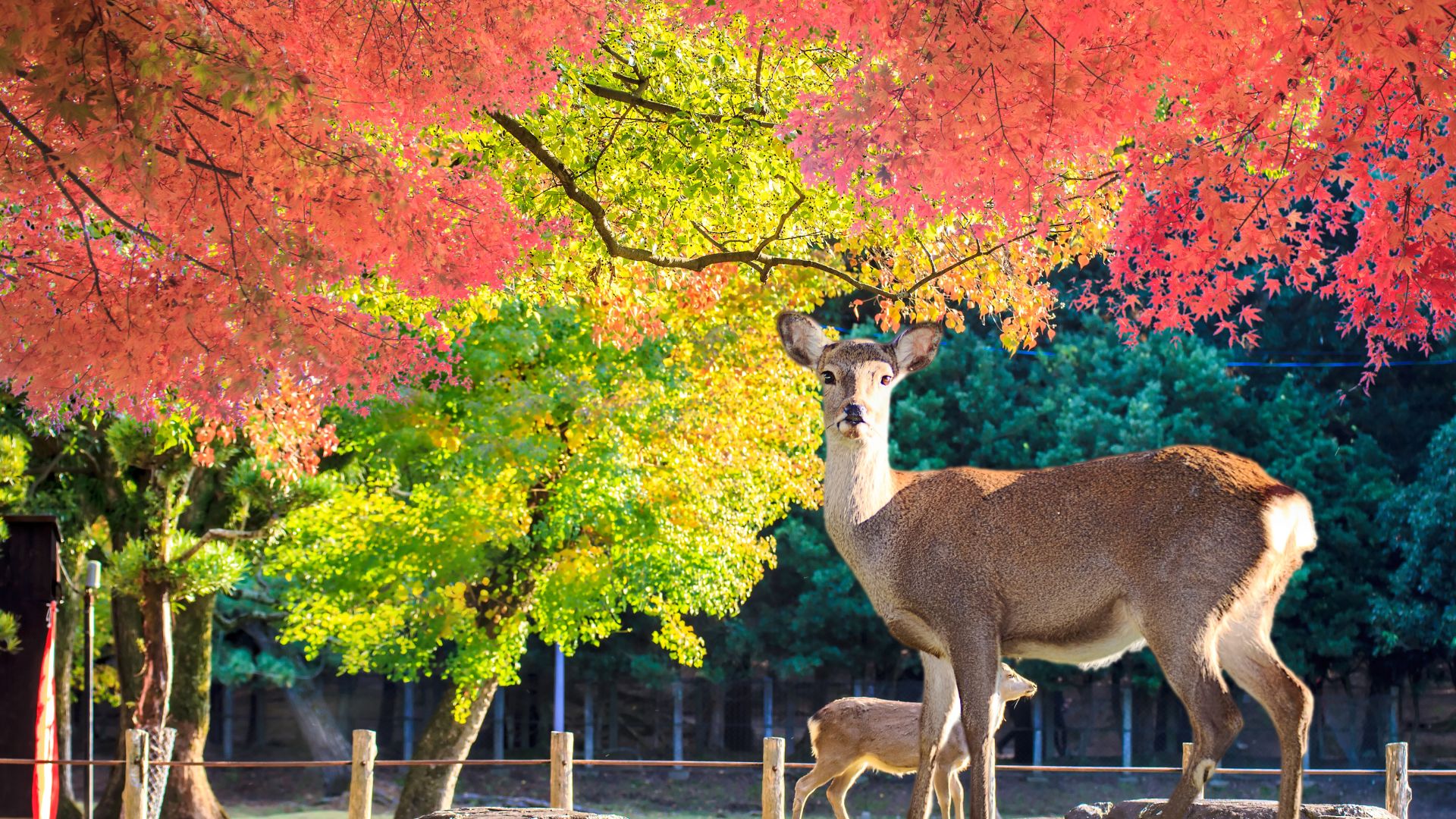 Nara, Japan Autumn
