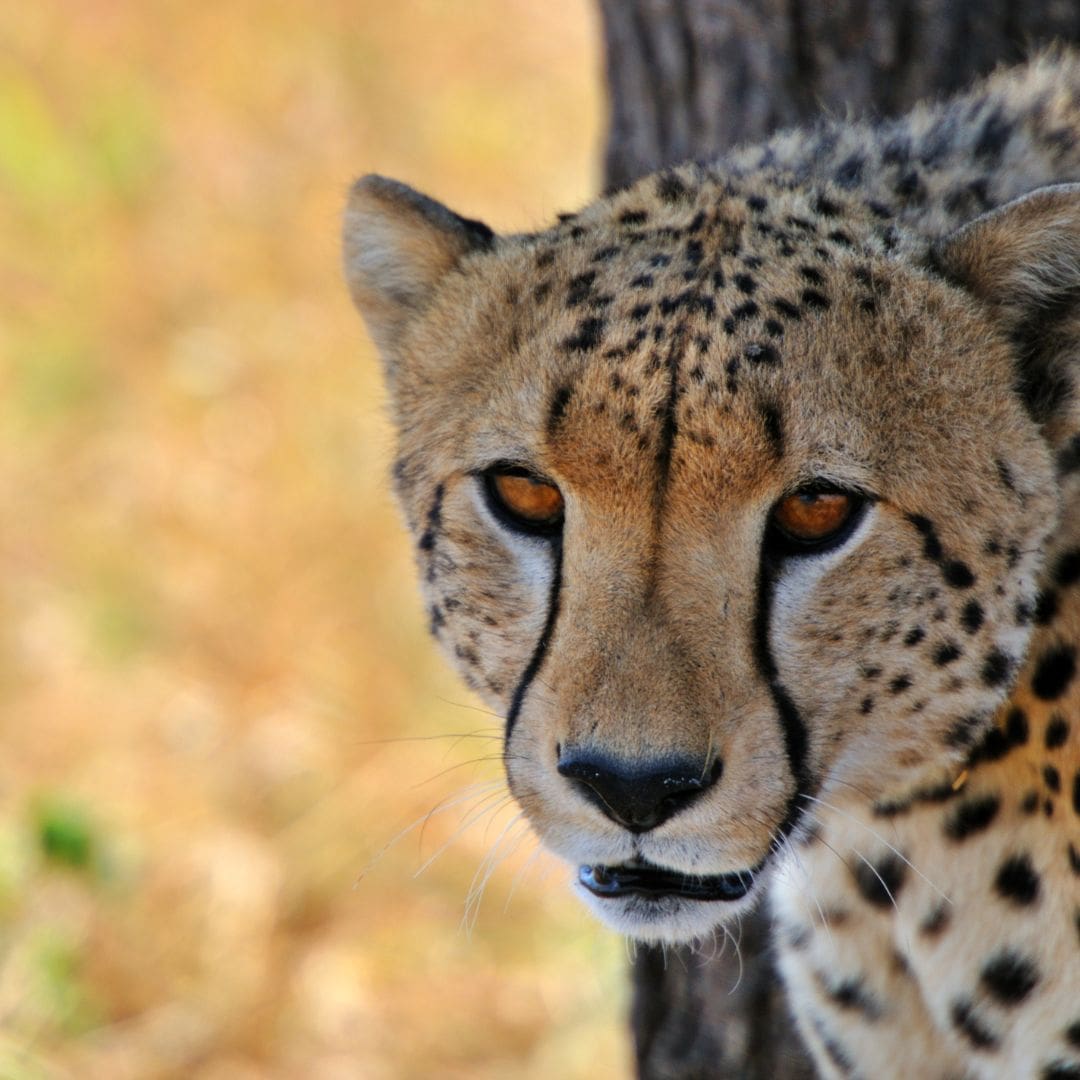 Serengeti Big Five
