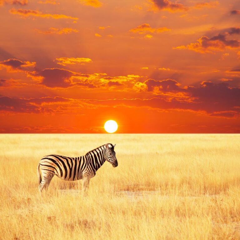 Serengeti Zibra