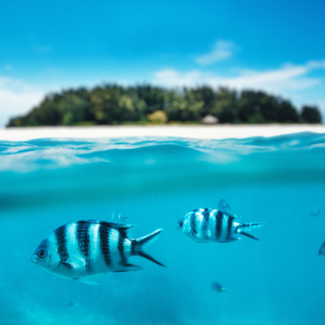 Snorkeling Zanzibar