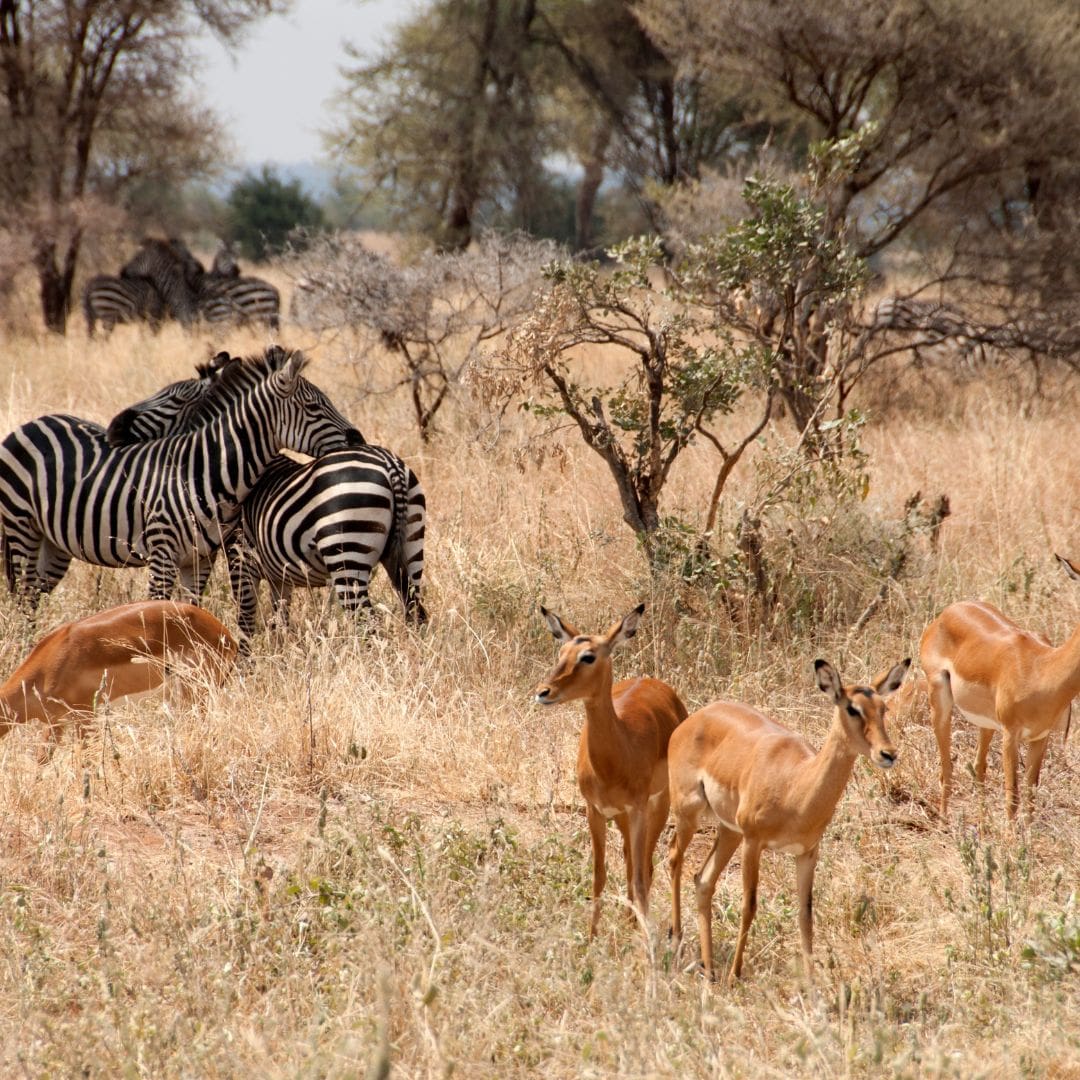 Tarangire Tanzania