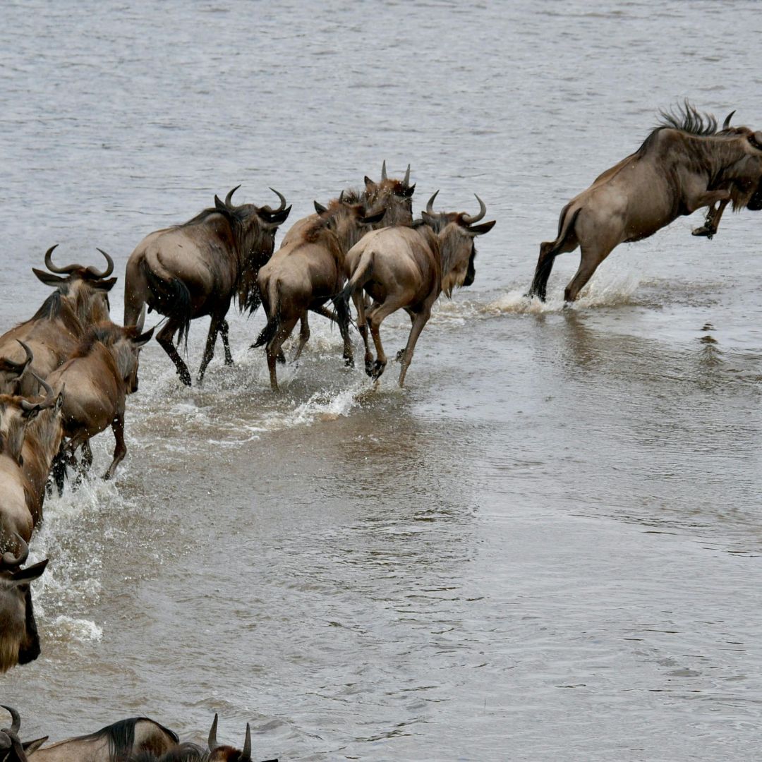 Witness the Great Migration