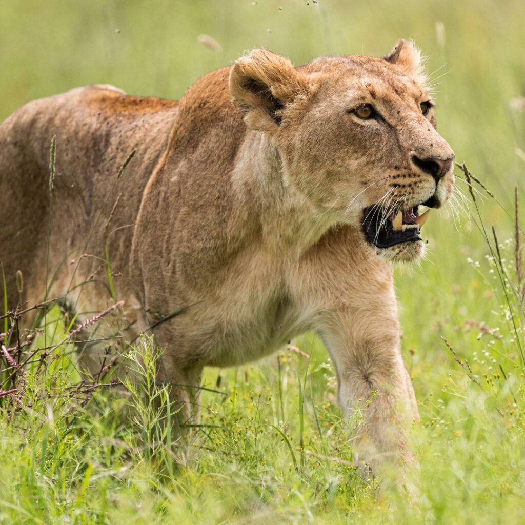 nairobi national park