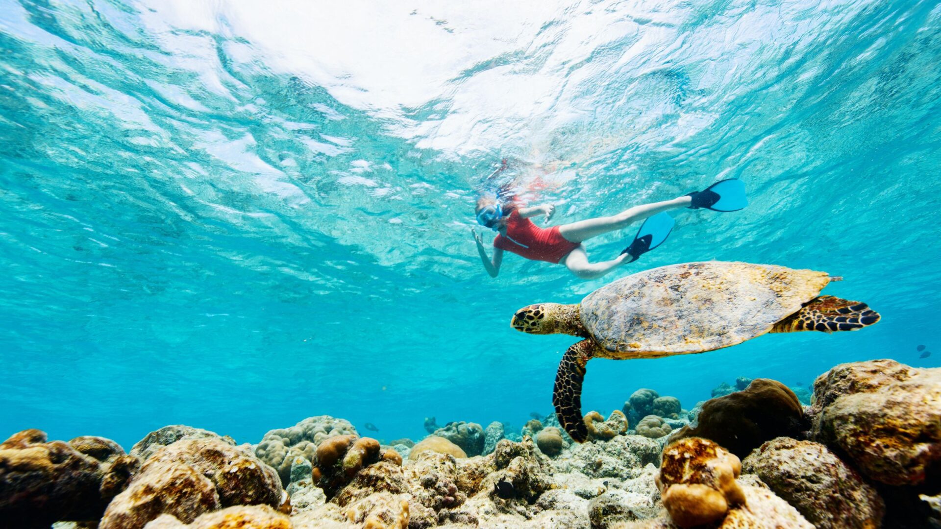 A snorkeler swimming alongside a sea turtle in clear blue water