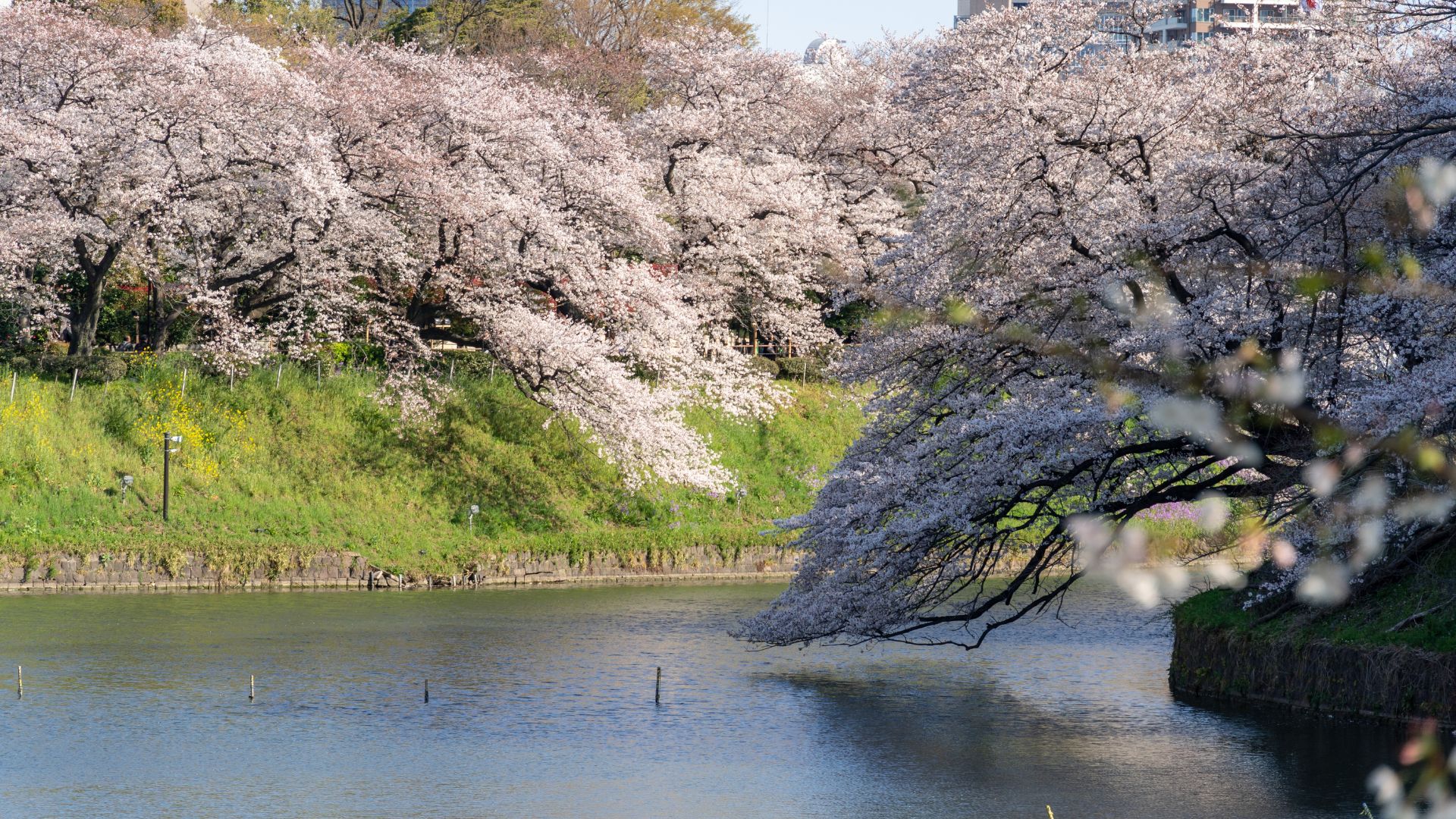 River Japan with Cherry Blossom