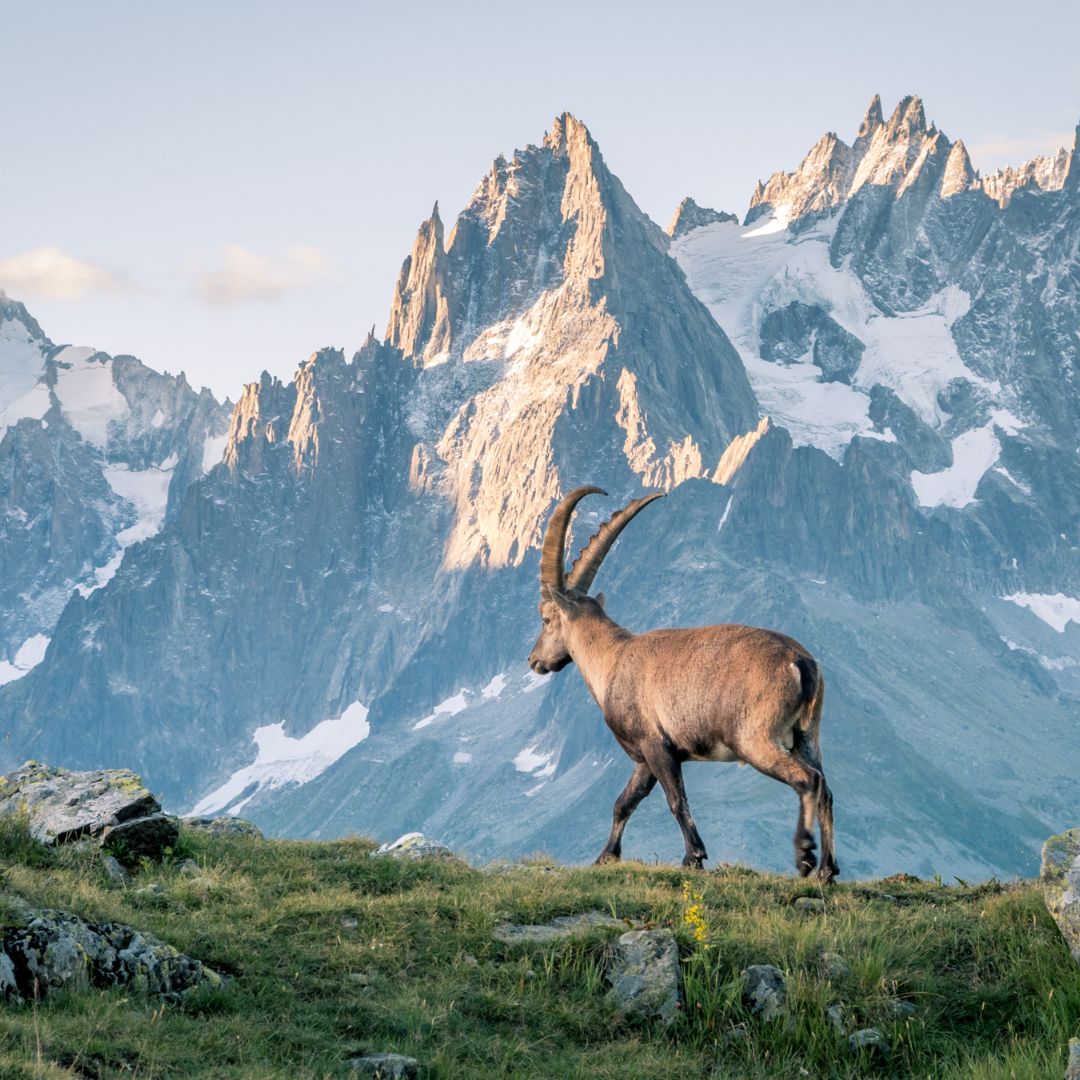 Alpine Adventures