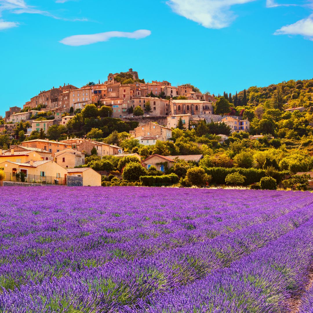 Provence Lavender