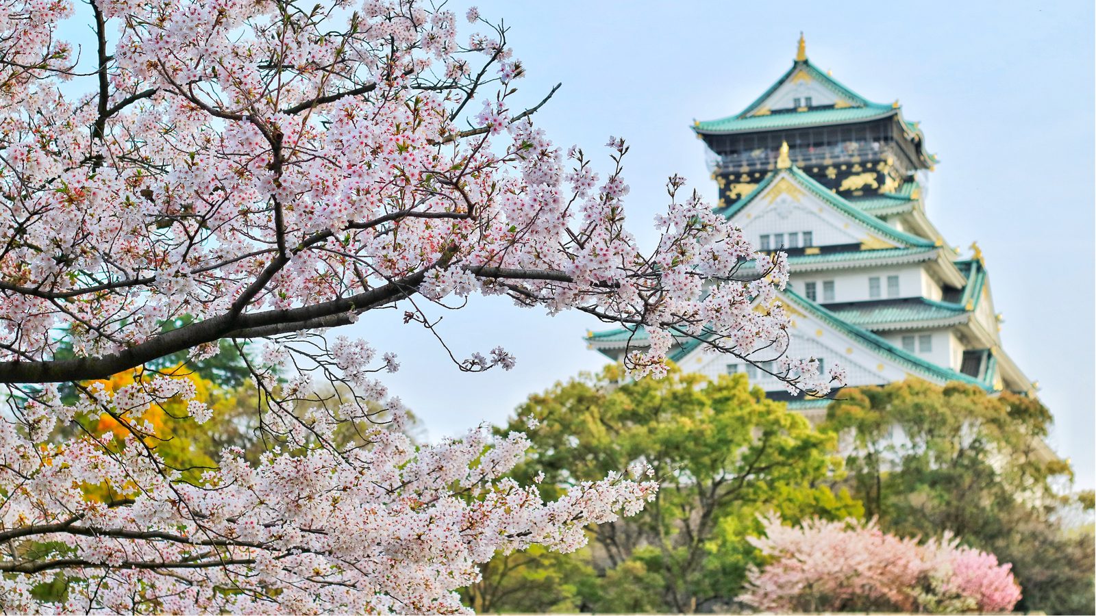 Japanese castle framed by cherry blossoms