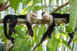 exotic animals in costa rica