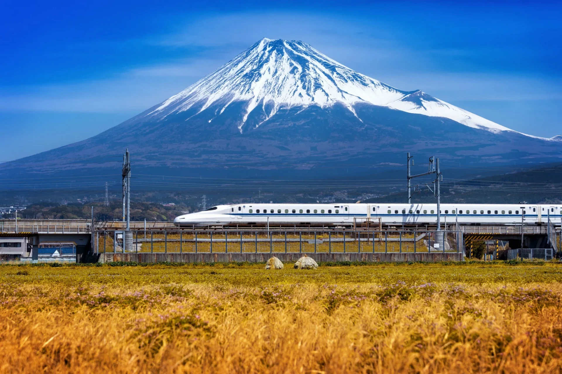 A bullet train passing a golden field with snow-capped Mount Fuji behind