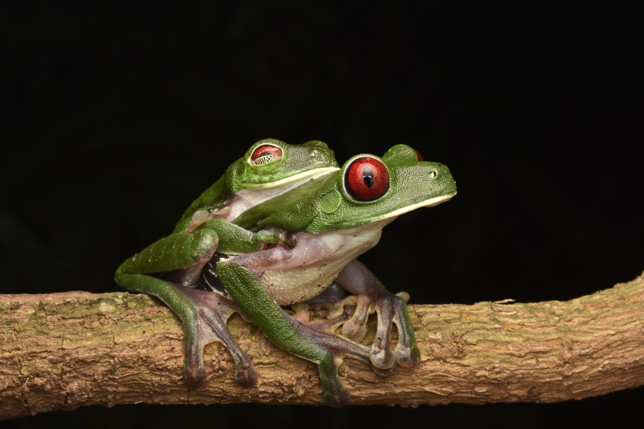 red eyed tree frog