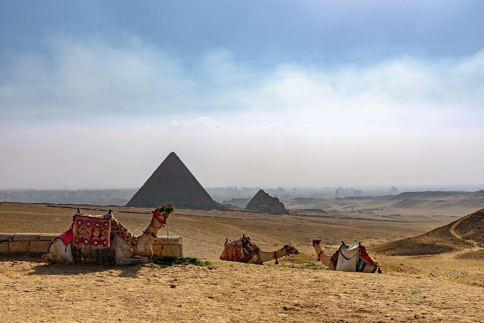 Camels resting on the Giza Plateau with the pyramids beyond