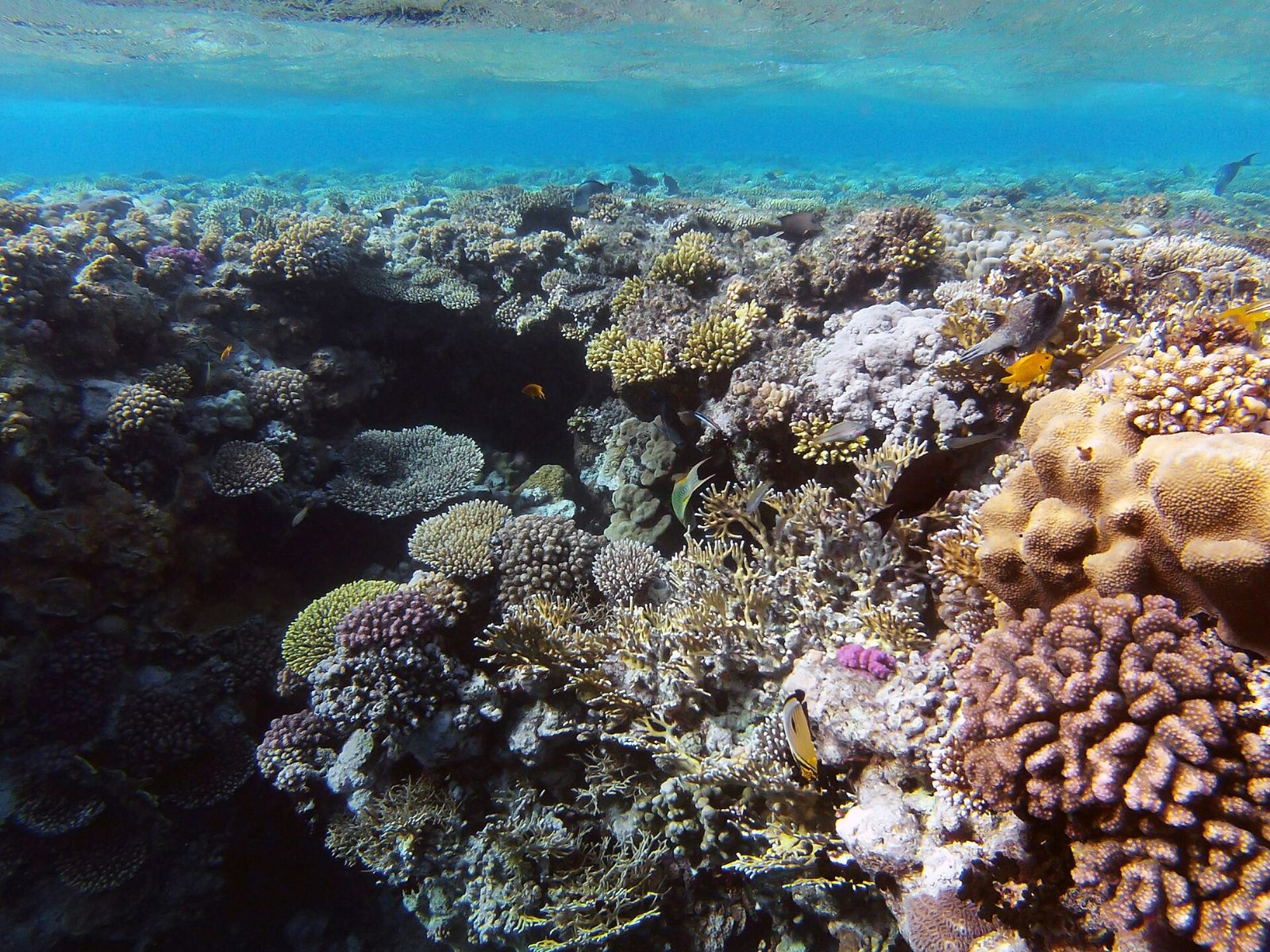 Coral reef in the Red Sea off Egypt