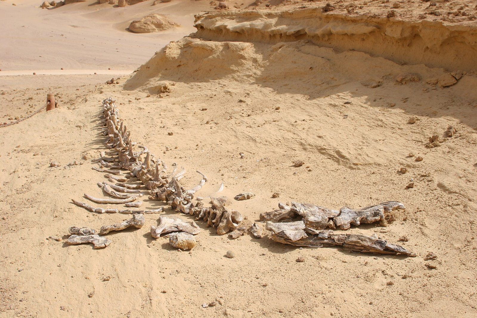 Fossil whale skeleton in Wadi El-Hitan (Whale Valley)