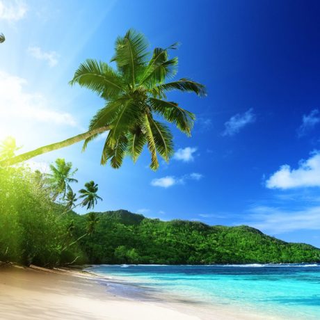 Tropical beach with a palm tree under a clear blue sky.
